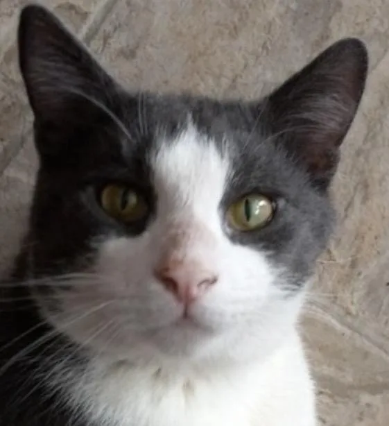 An adult medium-sized male Black & White / Tuxedo Domestic Short Hair cat named Toby for adoption in Andover, CT