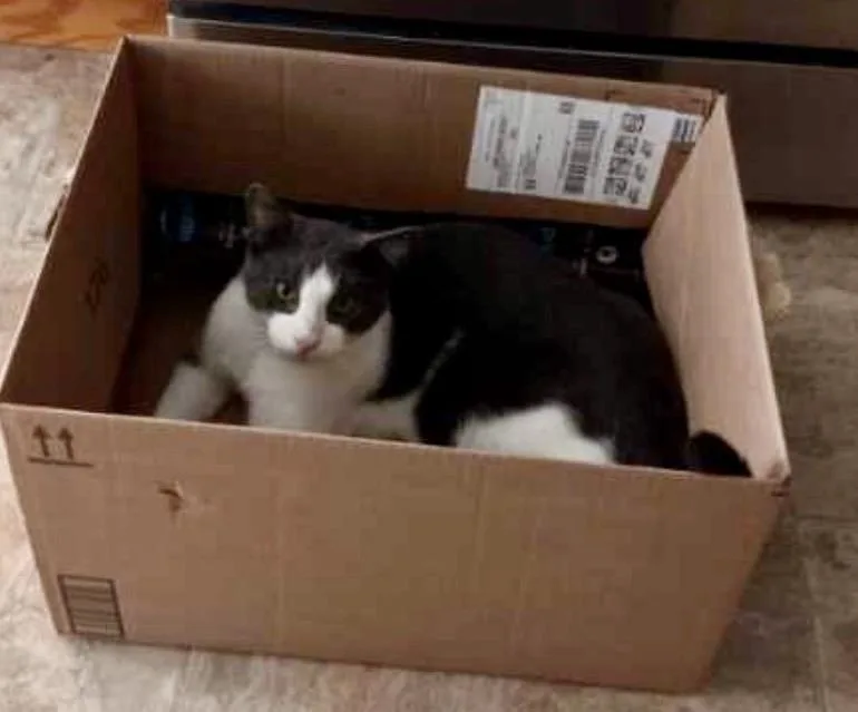 Toby thumbnail 3