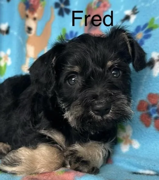 A baby small-sized male Black Terrier dog named Fred for adoption in Santa Rosa, CA