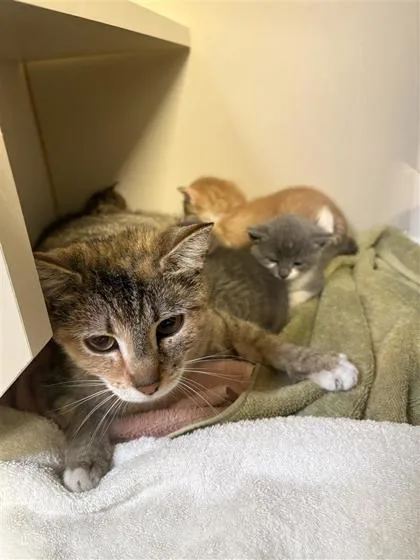 An adult small-sized female Domestic Short Hair cat named Sonora Mom for adoption in Fairfax, VA