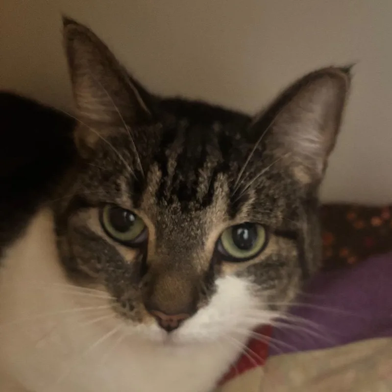 A young medium-sized female White Domestic Short Hair cat named Miss Joey for adoption in Franklin, NC