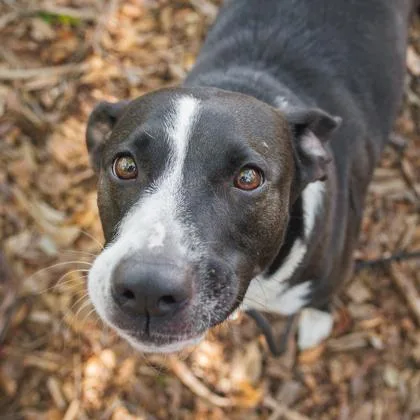An adult large-sized female Mixed Breed dog named Lucy for adoption in Largo, FL