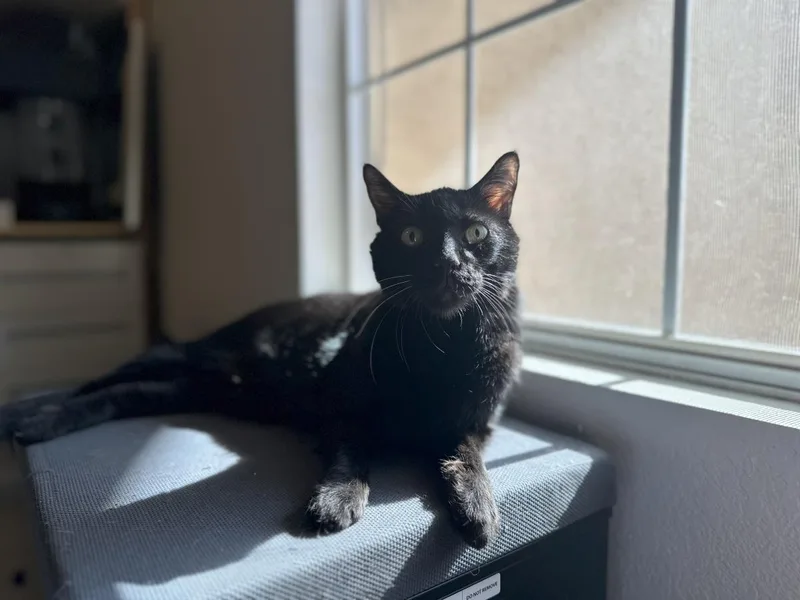 A senior medium-sized male Black Domestic Short Hair cat named Professor Fuzzbottom for adoption in Chandler, AZ