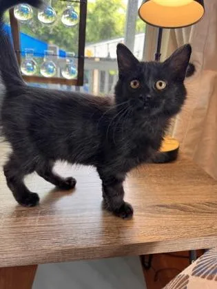 A baby small-sized male Domestic Medium Hair cat named Oopsie! for adoption in New Orleans, LA