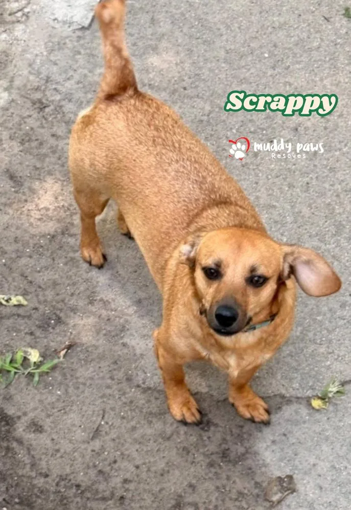 Scrappy