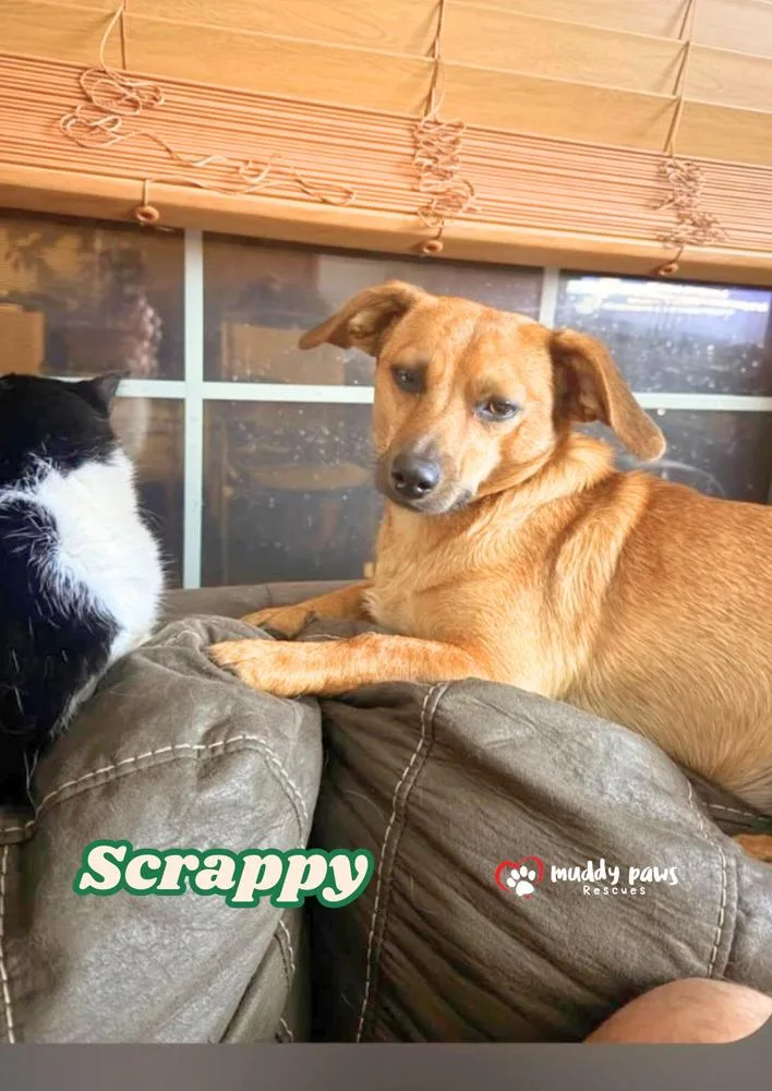 Scrappy thumbnail 2