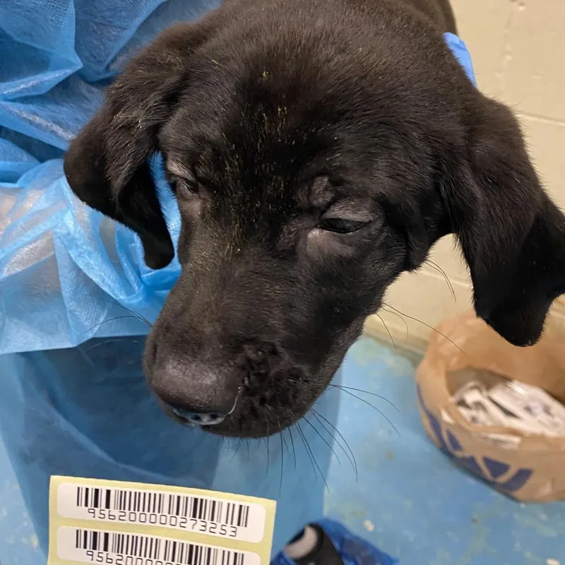 A baby small-sized female Black Mixed Breed dog named R U Mine? for adoption in Charleston, WV