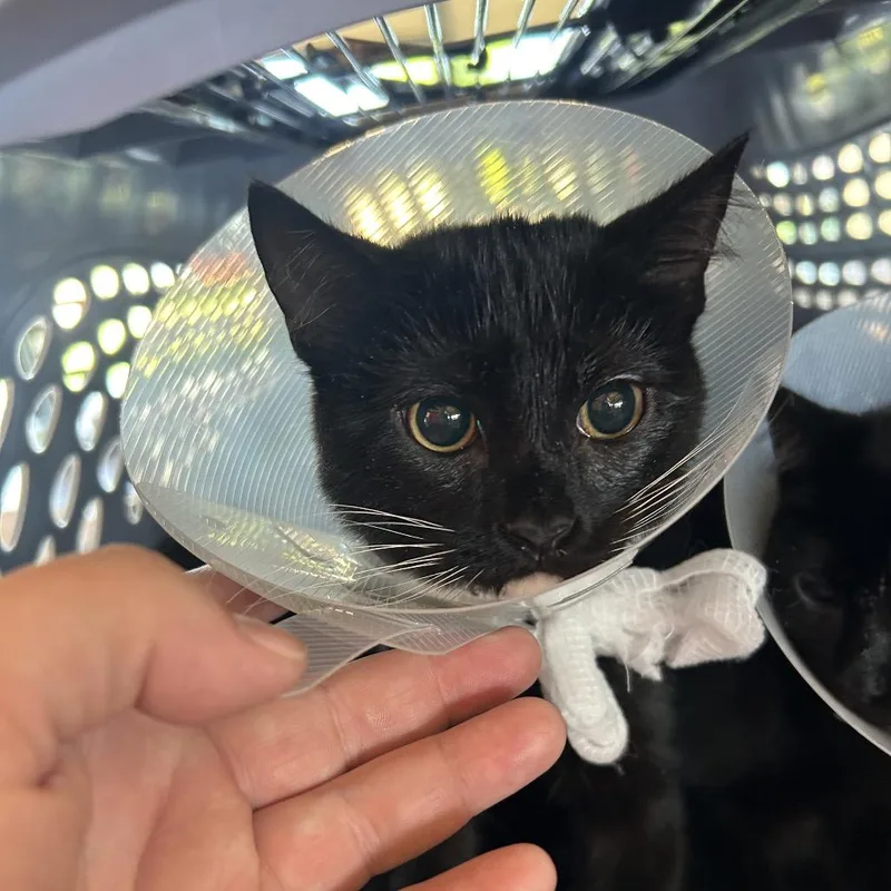 A baby small-sized female Black Domestic Short Hair cat named Esmeralda for adoption in Leander, TX