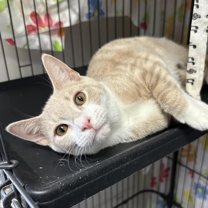 A baby medium-sized male Buff / Tan / Fawn Domestic Short Hair cat named Ceviche for adoption in Mount Laurel, NJ