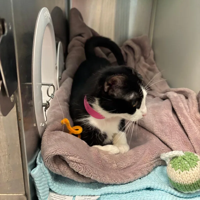A young medium-sized female Black Domestic Medium Hair cat named Magpie for adoption in Fairport, NY