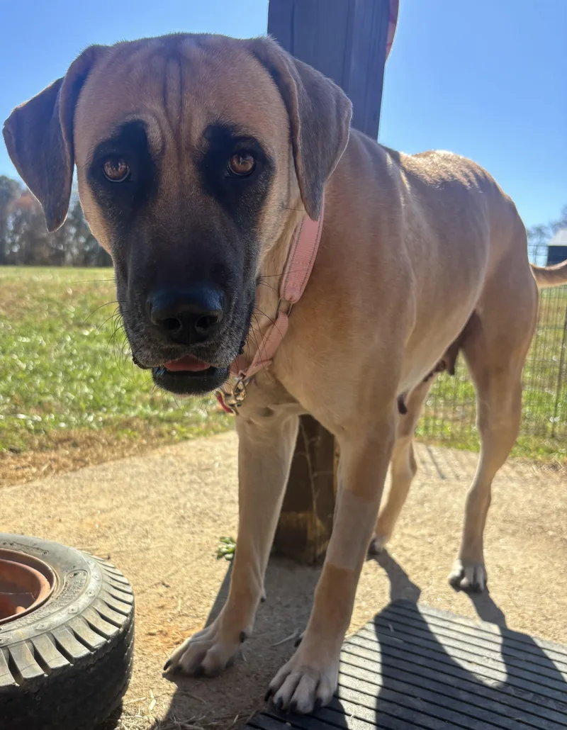 A young large-sized female Brown / Chocolate Great Dane dog named Andrina for adoption in Suffield, CT