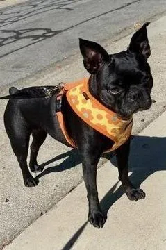 An adult small-sized female French Bulldog dog named Holly D for adoption in Fremont, CA