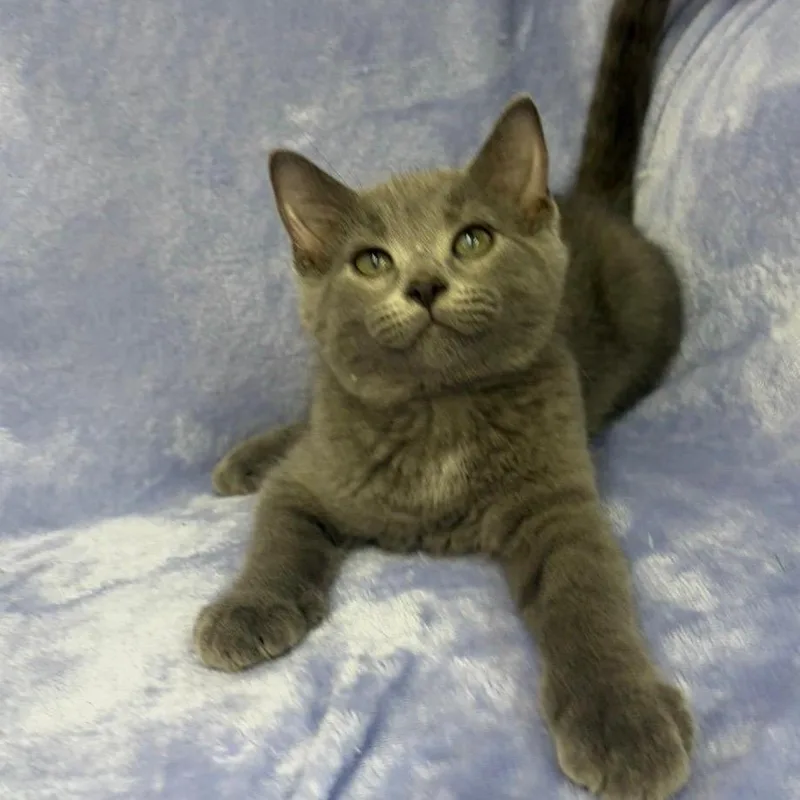 A baby small-sized male Domestic Short Hair cat named Gabe for adoption in Portage, MI