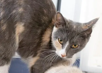 An adult small-sized female Domestic Short Hair cat named Cereal for adoption in Roseville, CA