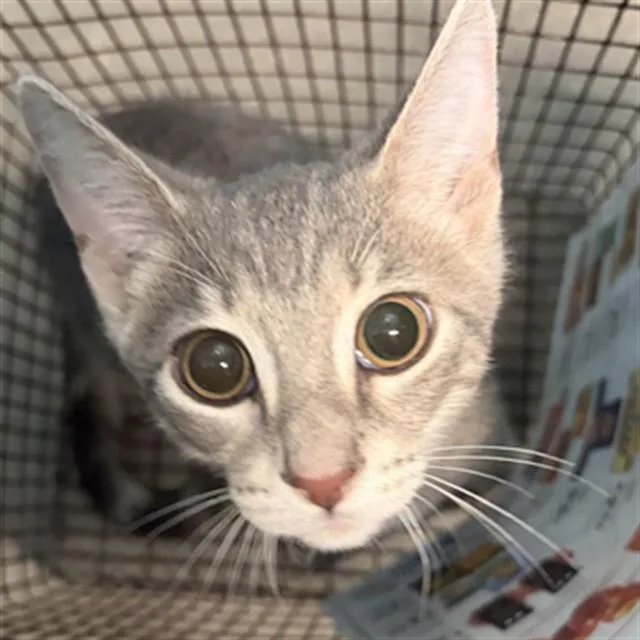 A baby medium-sized male Domestic Short Hair cat named Davey for adoption in Houston, TX