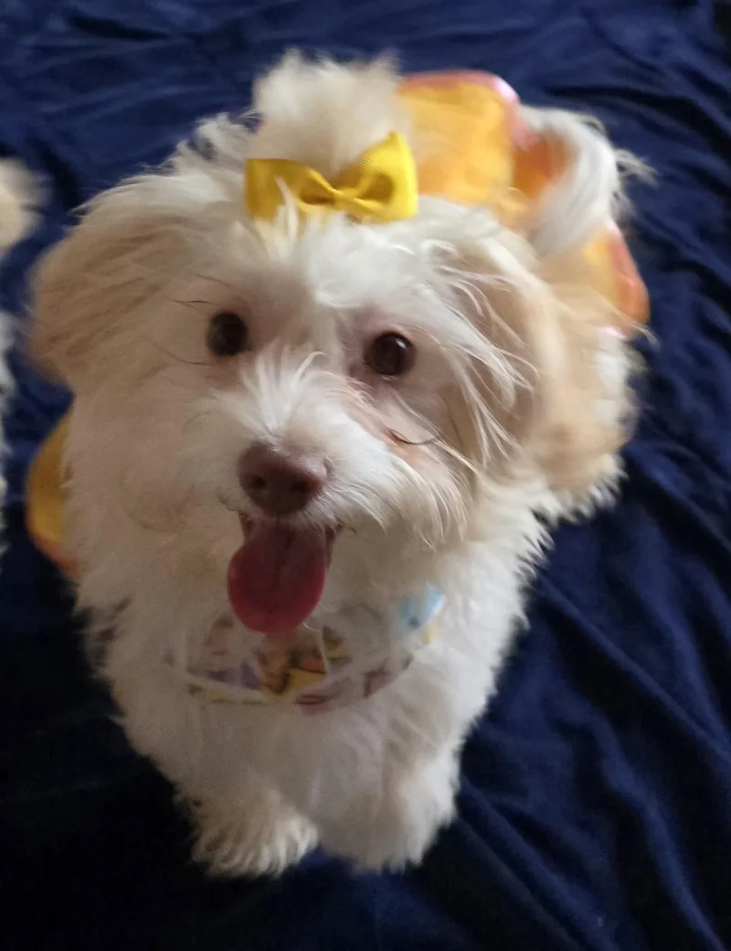 Penelope