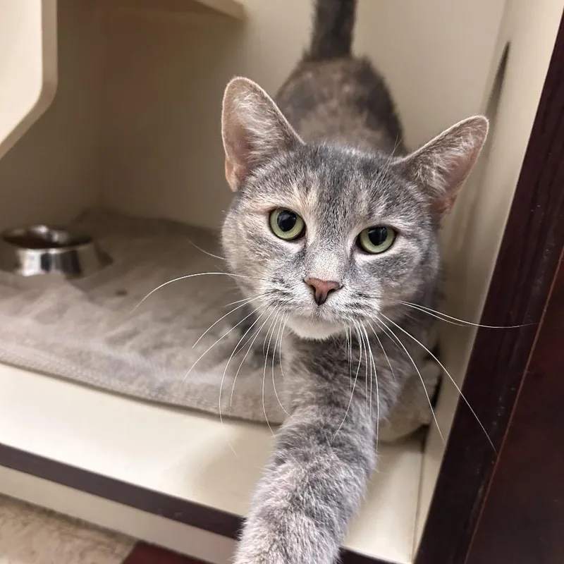 An adult medium-sized female Gray / Blue / Silver Domestic Short Hair cat named Pumpkin for adoption in Waynesboro, PA