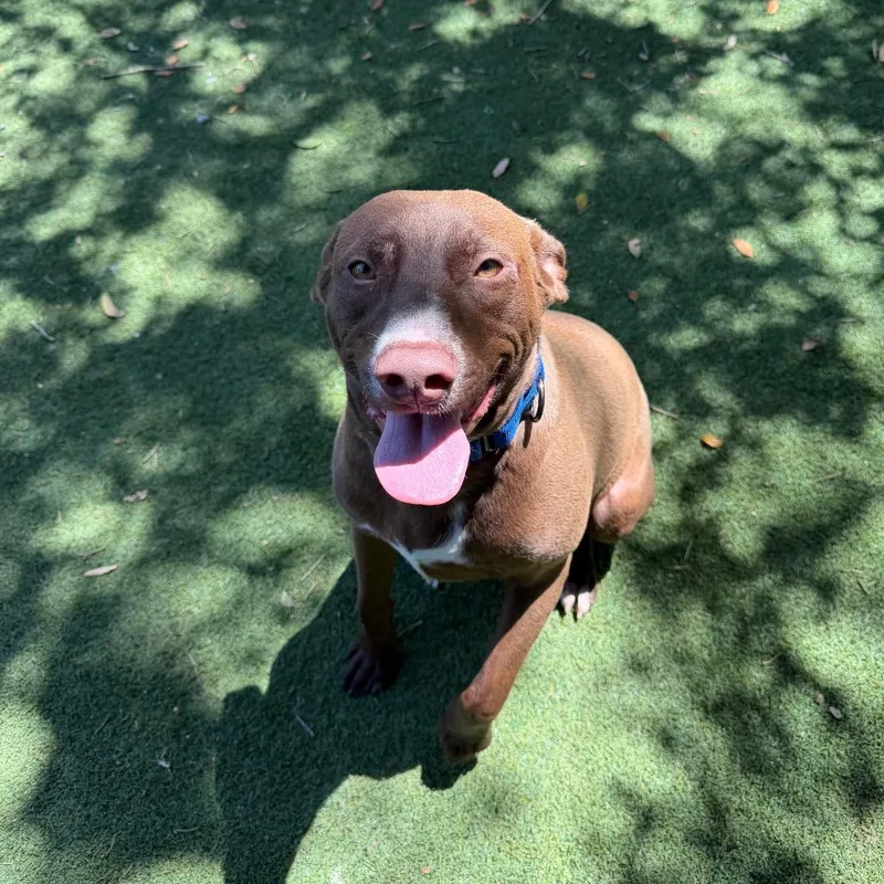 A young medium-sized male Brown / Chocolate Labrador Retriever dog named Zeus for adoption in Lakeland, FL