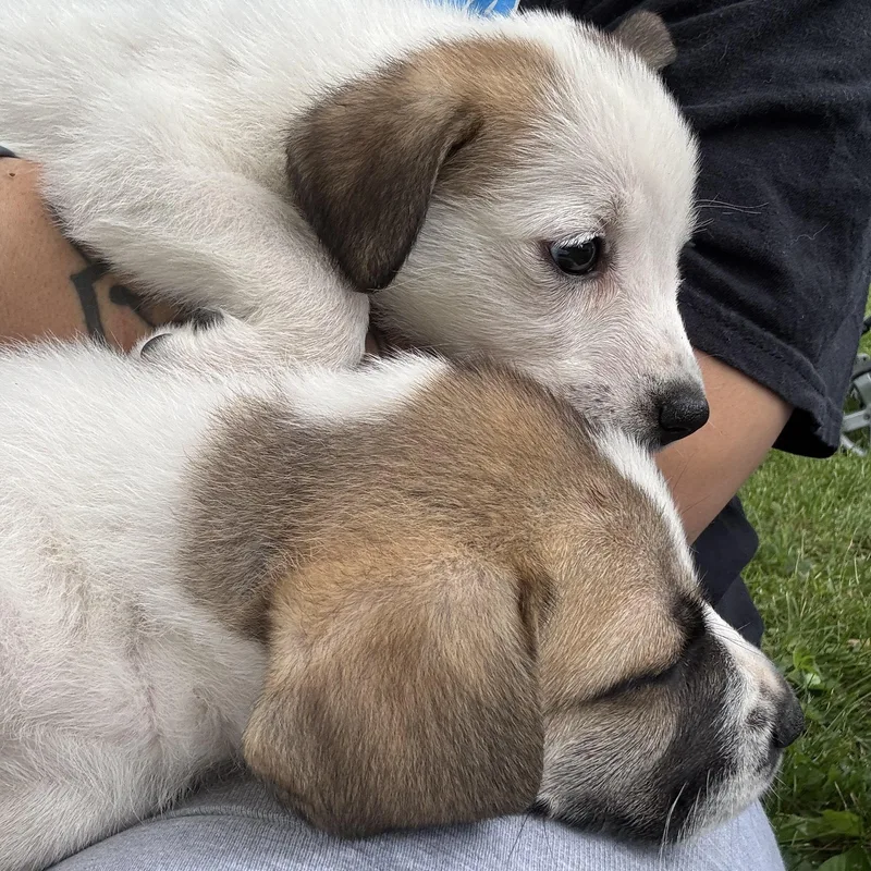 A baby large-sized female Tricolor (Brown, Black, & White) Saint Bernard dog named Morrigan for adoption in RUSSIAVILLE, IN