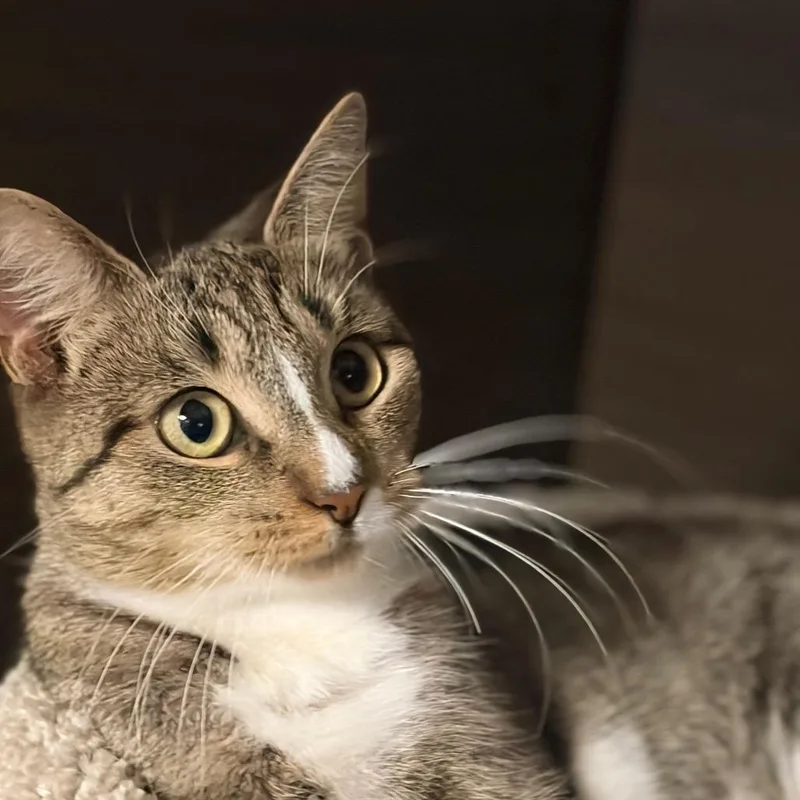 An adult medium-sized female Brown / Chocolate Domestic Short Hair cat named Juniper for adoption in Hamburg, NY