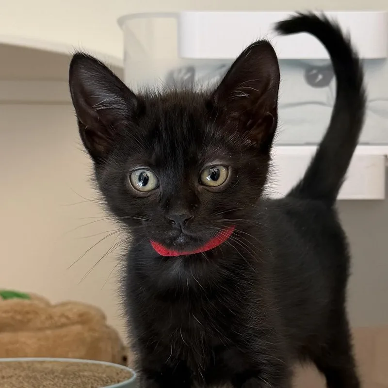 A baby small-sized female Black Domestic Short Hair cat named Celeste for adoption in New York, NY