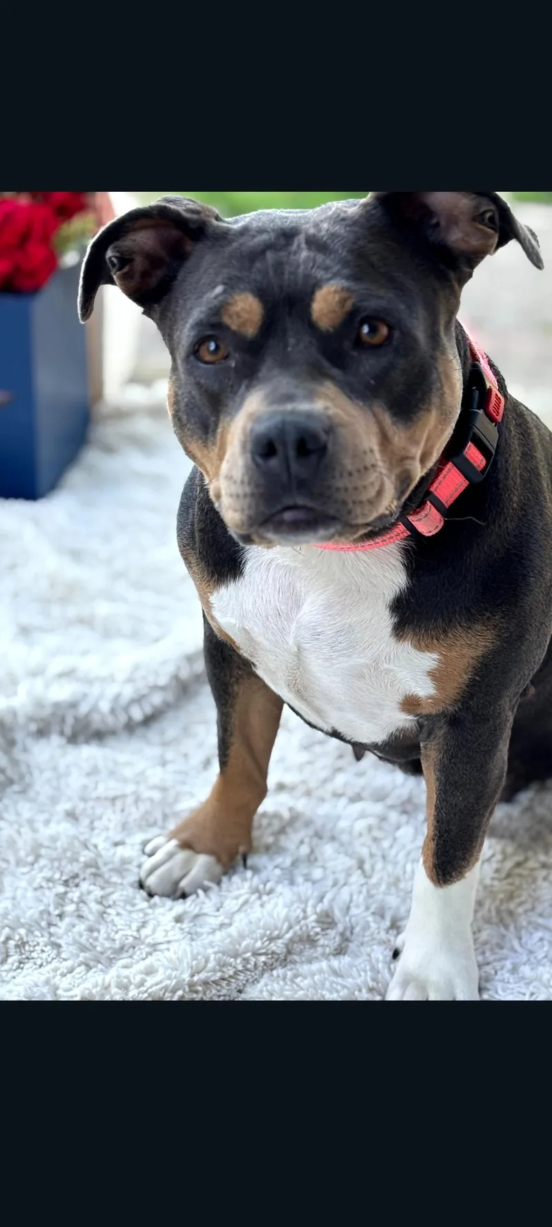 An adult medium-sized female Black Rottweiler dog named Destiny for adoption in Lewis Center, OH