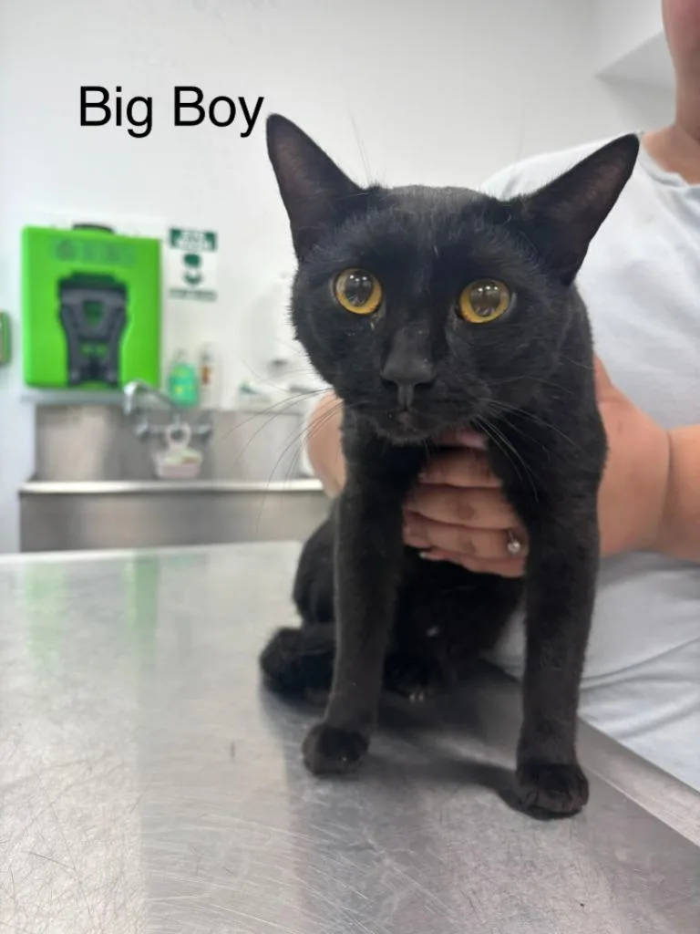 A young medium-sized male Domestic Short Hair cat named Big Boy for adoption in Cambridge, MD