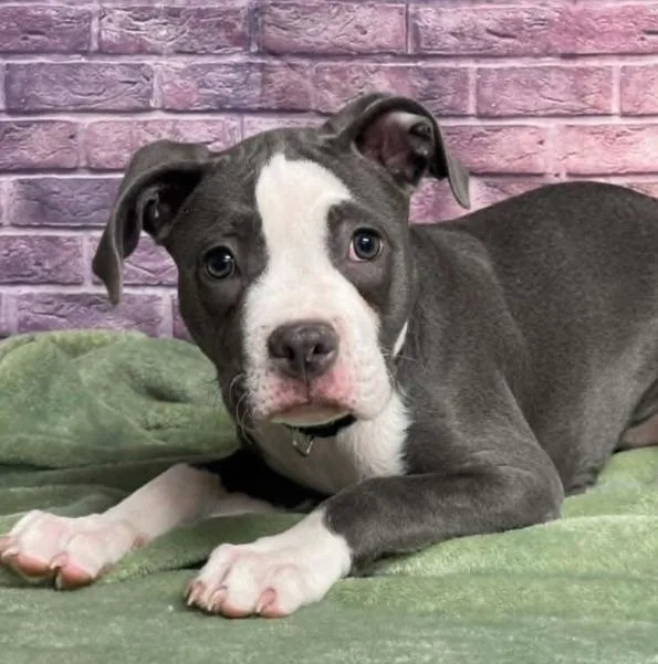 Swayze Aka Nova thumbnail 3