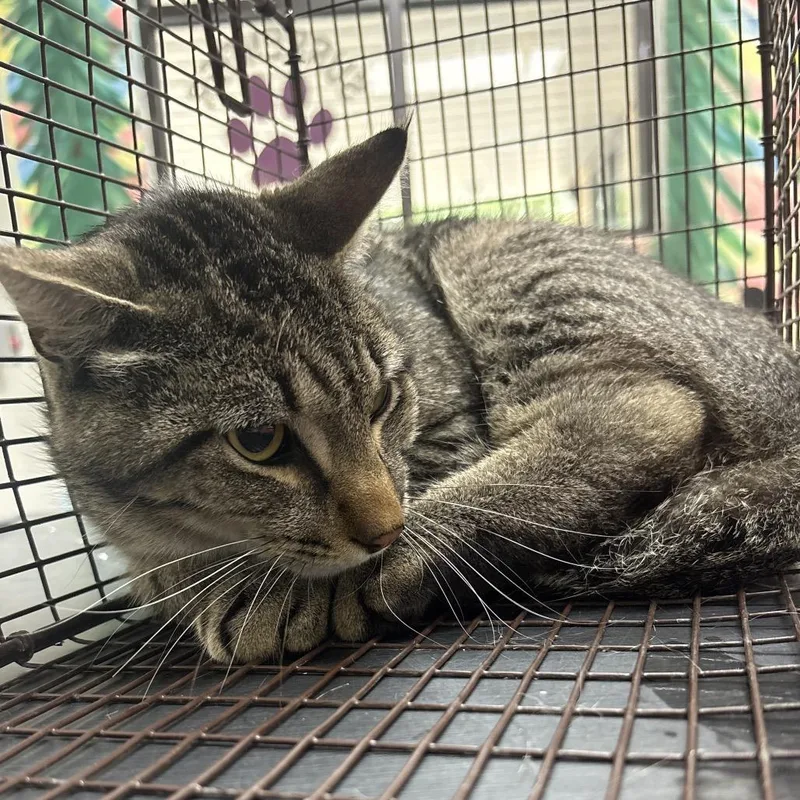 An adult medium-sized male Gray / Blue / Silver Domestic Short Hair cat named Clyde for adoption in Lufkin, TX