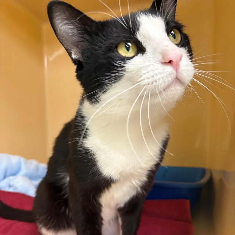 A young medium-sized male Black Domestic Short Hair cat named Michael for adoption in East Hanover, NJ