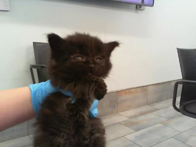 A baby small-sized female Domestic Long Hair cat named A for adoption in Charlotte, NC