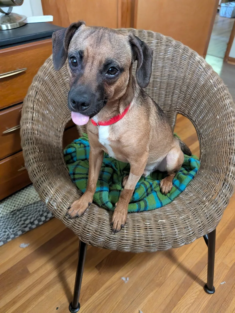 A young small-sized male Tricolor (Brown, Black, & White) Terrier dog named Hooper for adoption in Ashland, OH