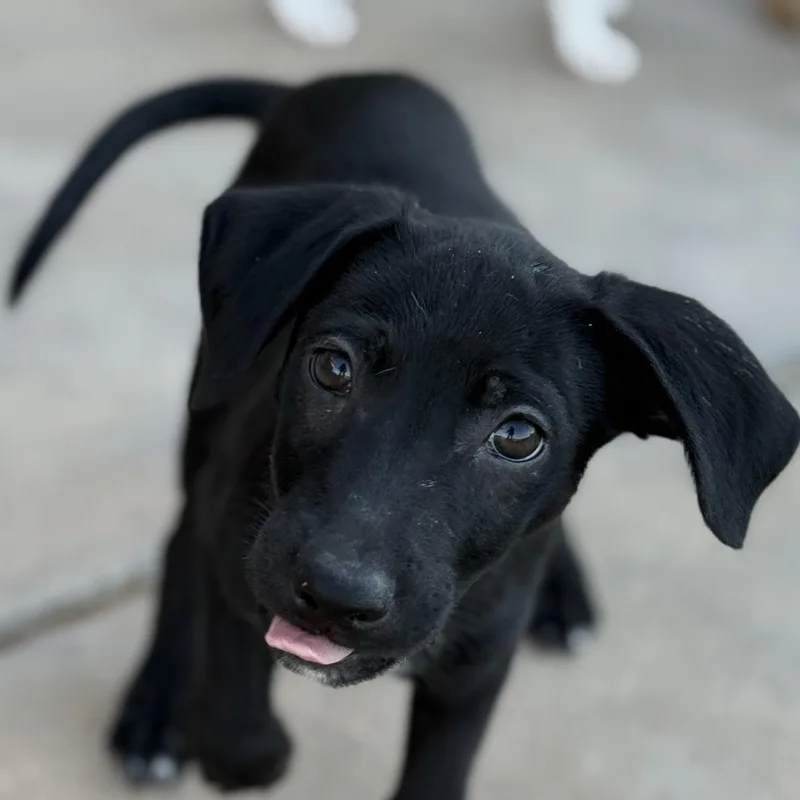 A baby medium-sized male Labrador Retriever dog named Couscous for adoption in San Diego, CA