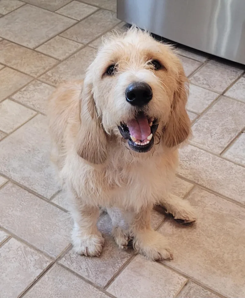 A young medium-sized male Apricot / Beige Basset Hound dog named Maverick for adoption in Catlettsburg, KY