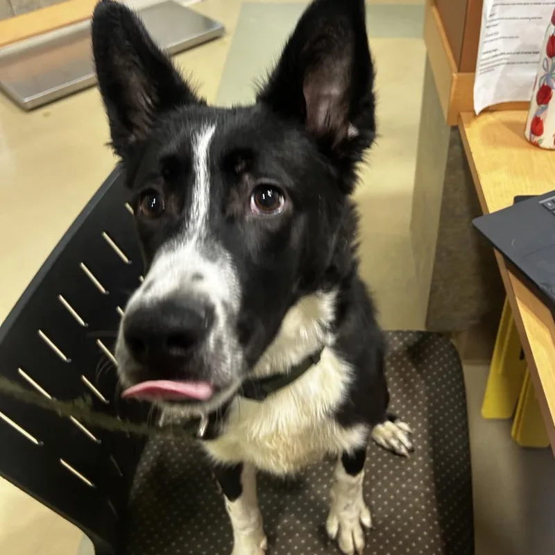 A young medium-sized male Black Mixed Breed dog named Miguel for adoption in Winston-Salem, NC