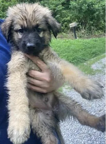 A baby medium-sized male Golden Retriever dog named Angler for adoption in Wonder Lake, IL