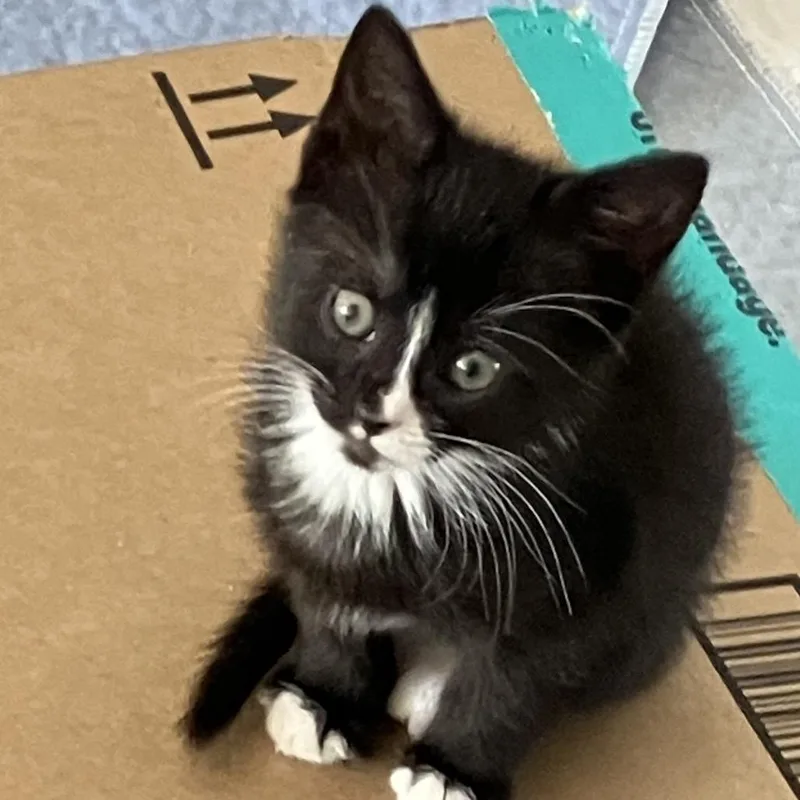 An adult small-sized female Black Domestic Short Hair cat named Mary for adoption in Waxhaw, NC