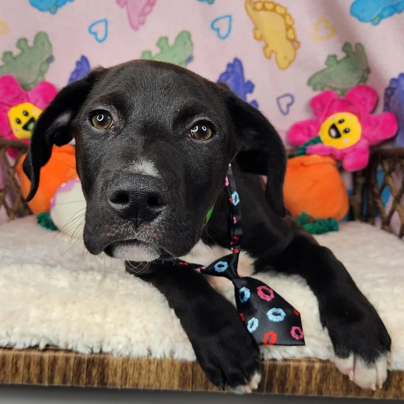 Tony Kanal thumbnail 2