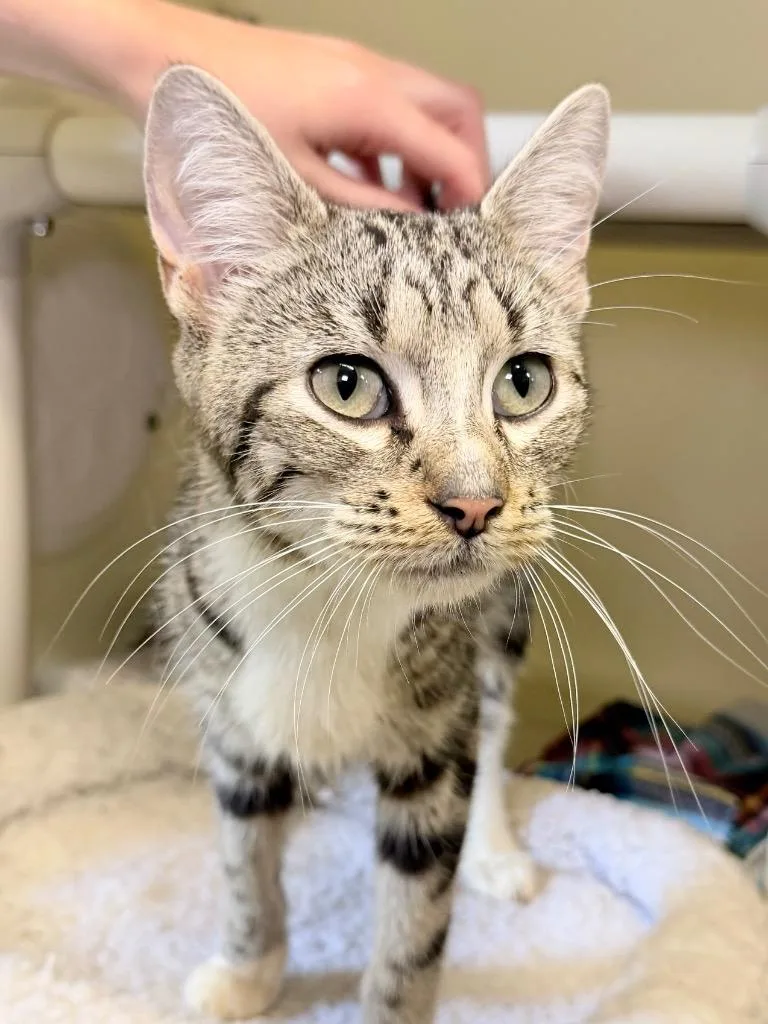A young medium-sized female Domestic Short Hair cat named Mac for adoption in Menomonie, WI