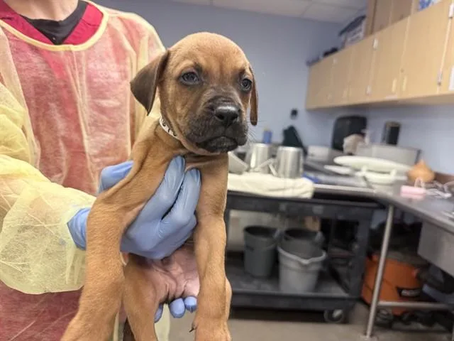 A baby large-sized male Boxer dog named Sasquatch for adoption in Phoenix, AZ