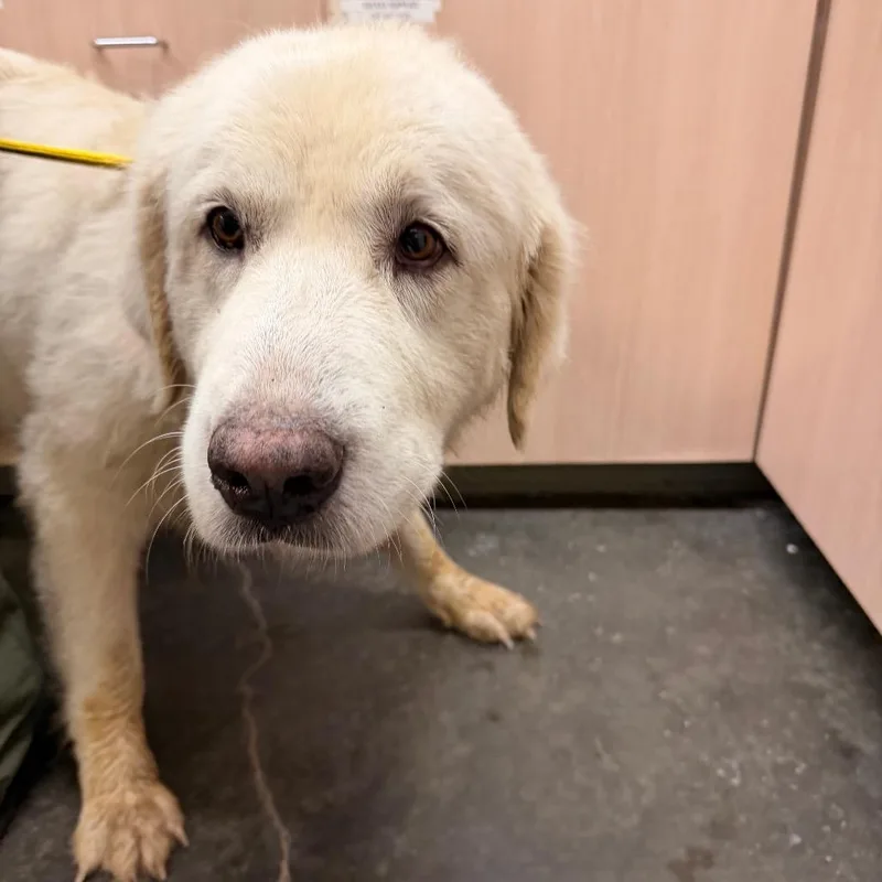 An adult extra large-sized female Great Pyrenees dog named Pocahontas for adoption in Evensville, TN