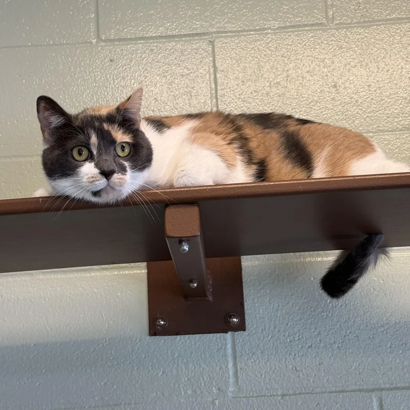An adult large-sized female Dilute Calico cat named Marji for adoption in Brownsville, VT