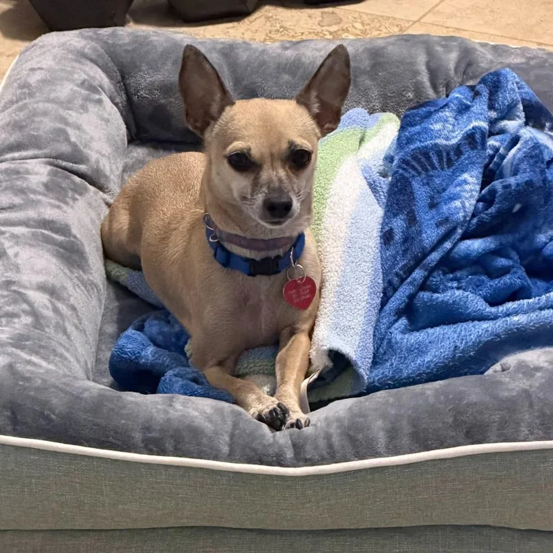 An adult small-sized female Yellow / Tan / Blond / Fawn Chihuahua dog named Josie for adoption in Shingle Springs, CA