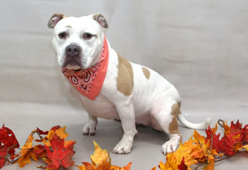An adult large-sized female Terrier dog named Honey for adoption in Sanford, FL