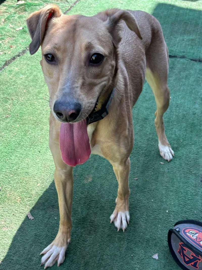 Miss Kanga thumbnail 2