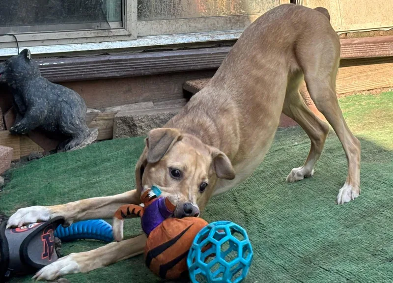 Miss Kanga thumbnail 3