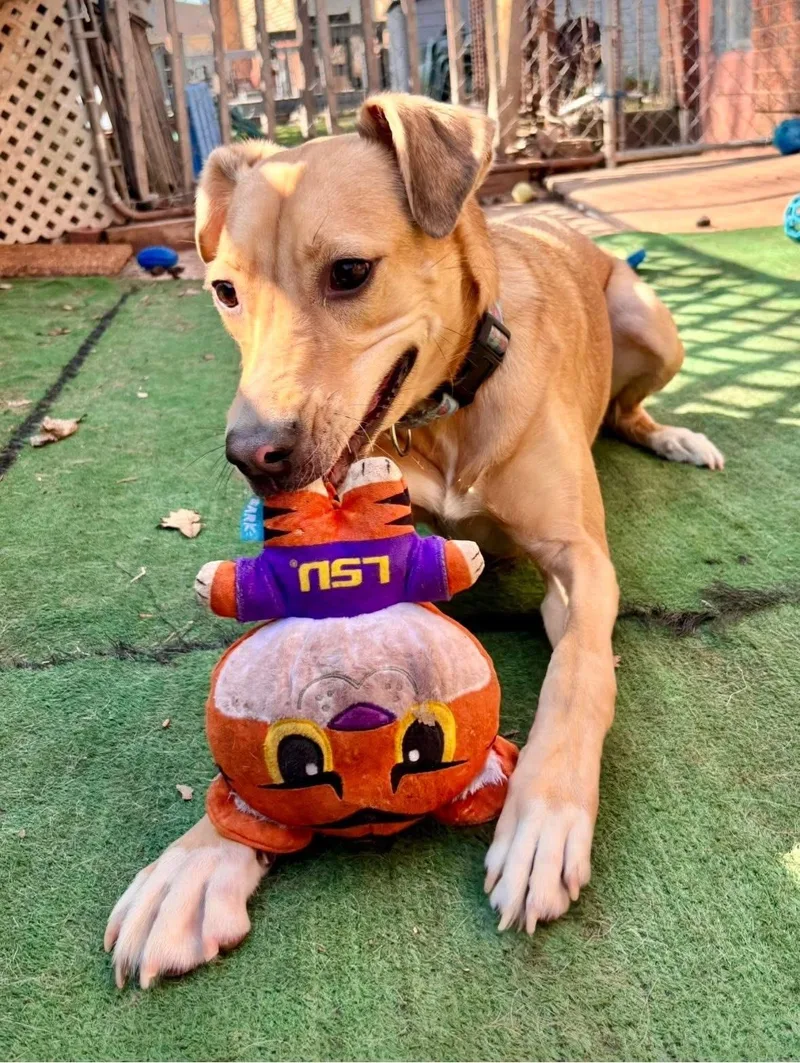 Miss Kanga thumbnail 4