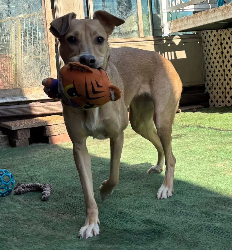 Miss Kanga thumbnail 5