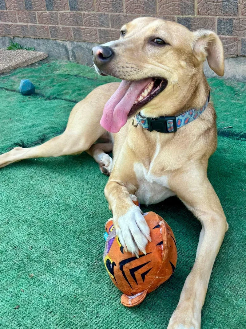 Miss Kanga thumbnail 6