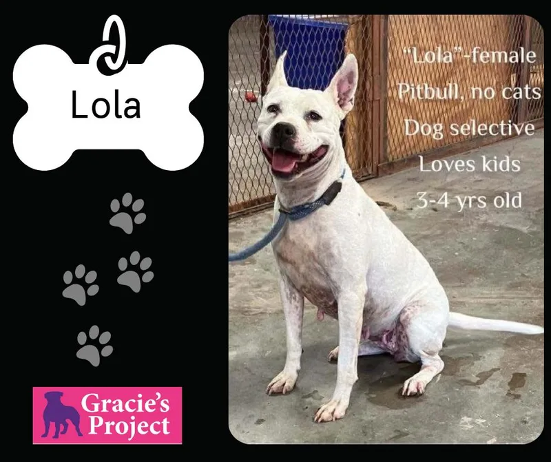 An adult medium-sized female White / Cream Mixed Breed dog named Lola for adoption in Canyon, TX